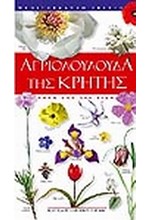 ΑΓΡΙΟΛΟΥΛΟΥΔΑ ΤΗΣ ΚΡΗΤΗΣ