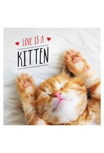 LOVE IS A KITTEN