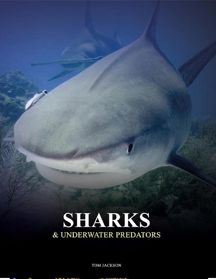 SHARKS AND UNDERWATER PREDATORS